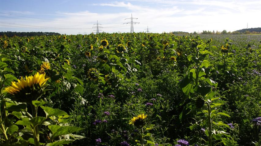 Eine Zwischenfrüchte-Mischung auf Feld bei Langenzenn-Horbach: Im Herbst blühen noch Sonnenblumen, Senf und Phacelia und sichern den Bienen für den Winter notwendigen Pollen.