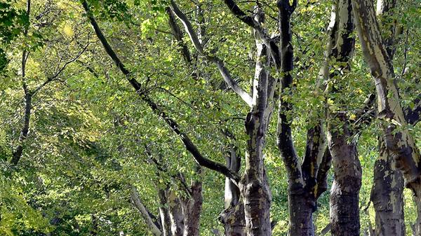 Am Pegnitzufer nördlich der Wöhrder Wiese liegt das Prinzregentenufer. Die Straße ziert eine rund 100 Jahre alte Platanenallee, wie es sie in Nürnberg nicht noch einmal gibt. Sie ist zu jeder Jahreszeit reizvoll, doch im Sommer beeindruckt das hochgewachsene Blätterdach besonders. Den besten Blick auf das Naturdenkmal hat man übrigens, wenn man aus der Altstadt kommt.