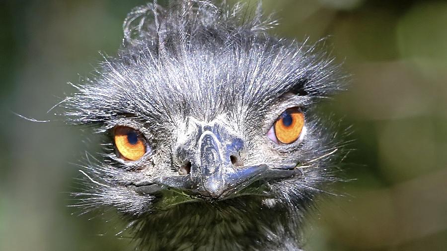Die australischen Emus können bis zu 1,90 Meter hoch werden. Die australischen Emus können bis zu 1,90 Meter hoch werden.