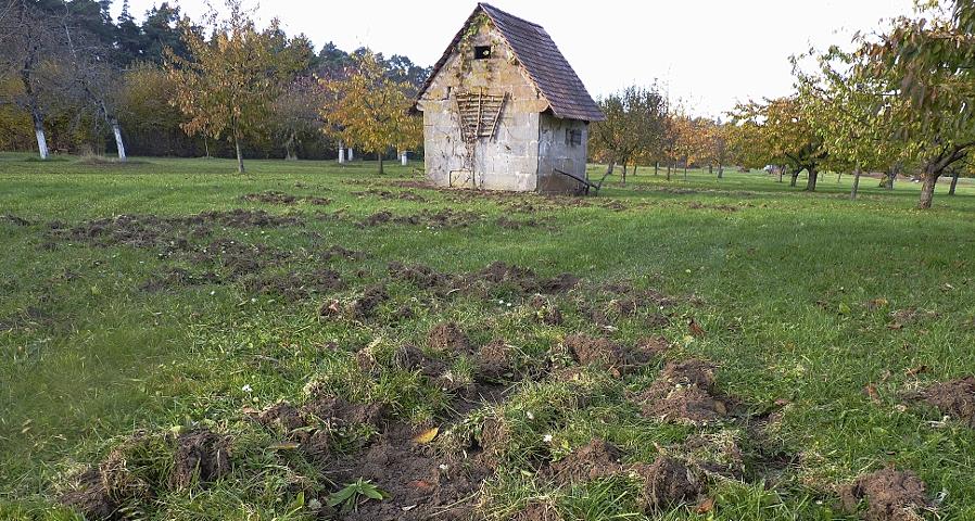 Wildschweine wühlen Wiesen und Äcker um