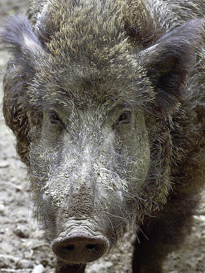 Wildschweine wühlen Wiesen und Äcker um