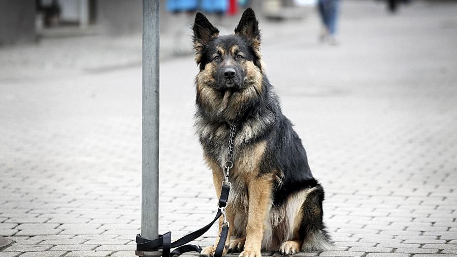 In der Kälte zurückgelassen: Schäferhund Rox ausgesetzt