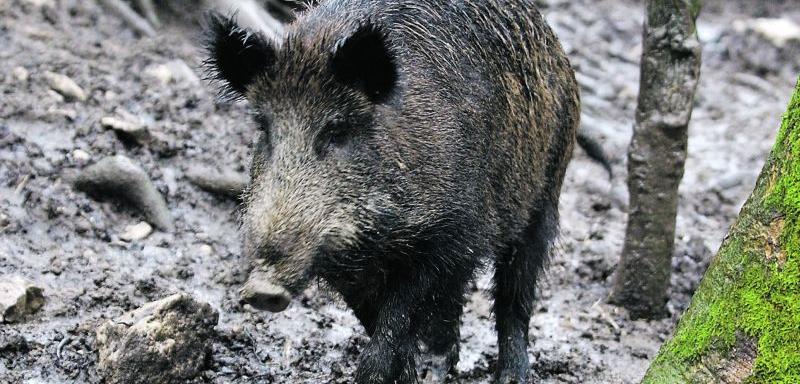 37 radioaktive schwäbische Wildschweine beunruhigen die Grünen.
