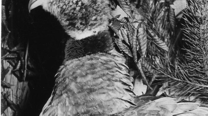 Neben ihm ein südamerikanischer „Tschaja“, ein Wehrvogel aus dem Tiergarten, der einen Dorn in der Brust trägt, um sich damit fremder Angreifer zu erwehren. (Zum Artikel: "Tausend Vögel mit Pfiff")