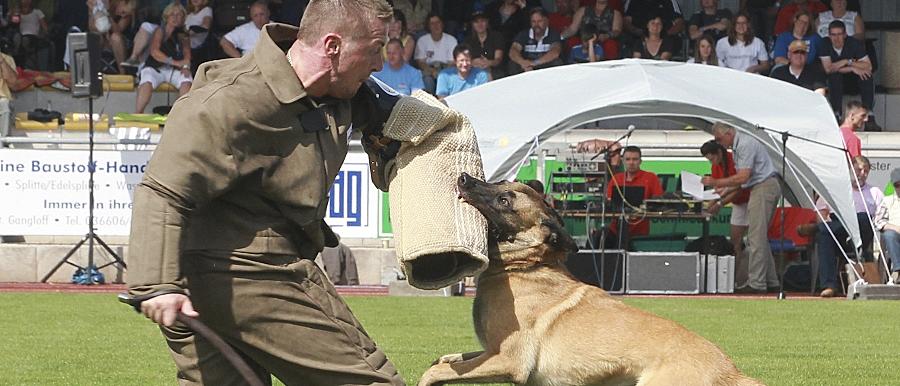 Ein Belgischer Schäferhund (Malinois) beißt bei den Deutschen Meisterschaften der Gebrauchshunde einen Scheintäter in den Schutzarm. Von dieser Rasse ist auch der Schutzhund, der einen Elfjährigen biss.