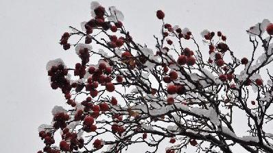 Schneebedeckte Hagebutten in Lauf - Passend zu den Farben des fränkischen Rechens ein schöner Rot-Weiß-Kontrast.