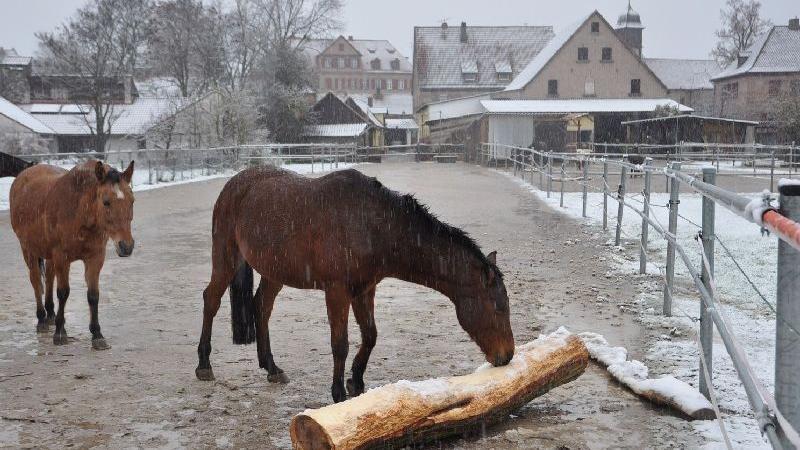 Schneeregen gab es bei Behringersdorf. Ob die Pferde auf der Koppel sich wohl nach dem Sommer sehnen?