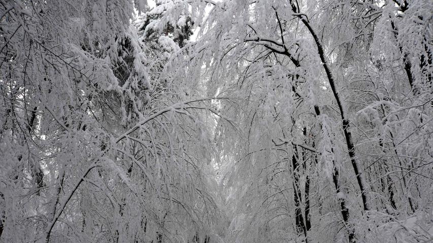 Schön anzusehen: Der Schneefall verwandelte kurz vor dem 1. Advent  die Wälder der Region in romantische Alleen. Doch nicht ...