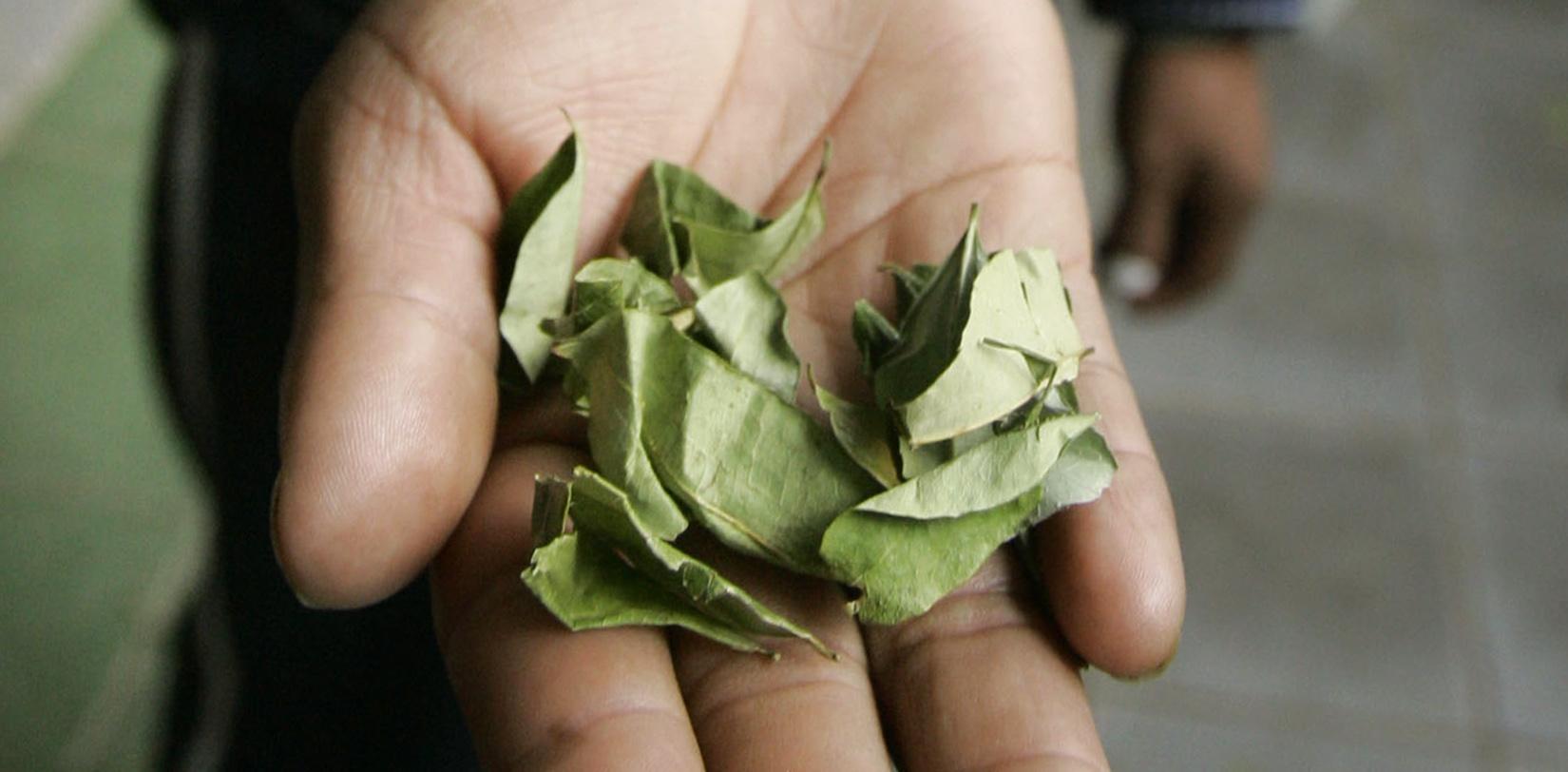 So sehen sie aus, die Blätter einer Koka-Pflanze. Eine Gastreferentin aus Peru verteilte solche in zwei siebten Klassen im schwäbischen Weißenhorn.