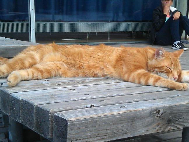 campuscat erobert augsburger uni region nordbayern de