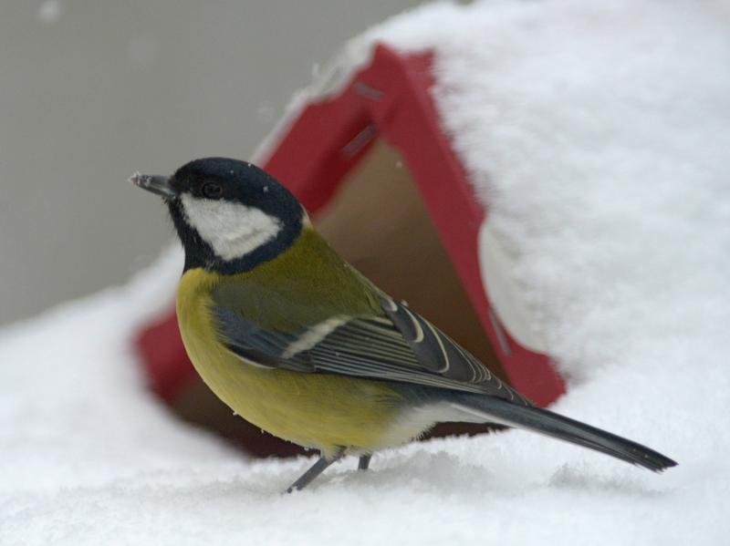 So lange es keine dicke Schneedecke gibt, finden die Vögel im heimischen Garten noch genug Futter. Was man aber jetzt schon tun kann, ist das Vogelhaus aufstellen oder Futter selbst machen. Das macht jede Menge Spaß! Der Landesbund für Vogelschutz verrät dazu ein paar Tipps: Der Futterplatz sollte sicher sein vor Feinden. Auch Hygiene ist wichtig: Futter, das trocken und sauber ist, schmeckt besser, und es werden keine Krankheiten übertragen. Darum ist es besser, öfter und nur wenig zu füttern und Futtersilos zu verwenden oder den Futterplatz regelmäßig zu säubern. Jeder Vogel frisst etwas anderes: Amseln, Drosseln und Rotkehlchen sind Weichfutterfresser, die gerne Äpfel, Rosinen oder Getreideflocken fressen. Die Finken (Buch-, Berg- und Grünfink, Dompfaff, Kernbeißer, Stieglitz und Zeisig) sind Körnerfresser. Sie mögen Erdnussbruch, Sonnenblumenkerne und energiereiche, ölhaltige Sämereien wie Hanf, Mohn oder Nigersaat. Auch der Kleiber greift bei diesem Angebot gerne zu. Meisen (Kohl-, Blau- und Tannenmeise) und Spatzen (Haus- und Feldsperling) dagegen nehmen fast alles.