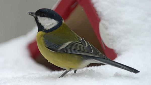 So lange es keine dicke Schneedecke gibt, finden die Vögel im heimischen Garten noch genug Futter. Was man aber jetzt schon tun kann, ist das Vogelhaus aufstellen oder Futter selbst machen. Das macht jede Menge Spaß! Der Landesbund für Vogelschutz verrät dazu ein paar Tipps: Der Futterplatz sollte sicher sein vor Feinden. Auch Hygiene ist wichtig: Futter, das trocken und sauber ist, schmeckt besser, und es werden keine Krankheiten übertragen. Darum ist es besser, öfter und nur wenig zu füttern und Futtersilos zu verwenden oder den Futterplatz regelmäßig zu säubern. Jeder Vogel frisst etwas anderes: Amseln, Drosseln und Rotkehlchen sind Weichfutterfresser, die gerne Äpfel, Rosinen oder Getreideflocken fressen. Die Finken (Buch-, Berg- und Grünfink, Dompfaff, Kernbeißer, Stieglitz und Zeisig) sind Körnerfresser. Sie mögen Erdnussbruch, Sonnenblumenkerne und energiereiche, ölhaltige Sämereien wie Hanf, Mohn oder Nigersaat. Auch der Kleiber greift bei diesem Angebot gerne zu. Meisen (Kohl-, Blau- und Tannenmeise) und Spatzen (Haus- und Feldsperling) dagegen nehmen fast alles.
