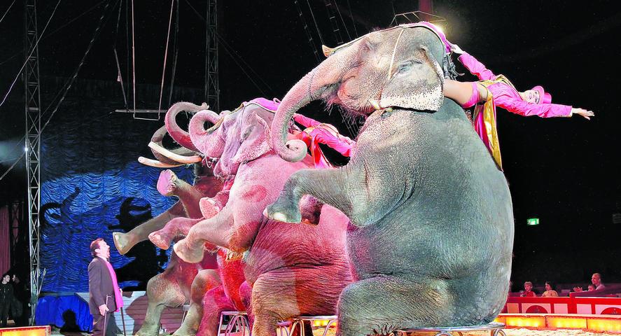 ... sondern auch langrüsselige Elefantendamen begeisterten das große und kleine Publikum gleichermaßen.