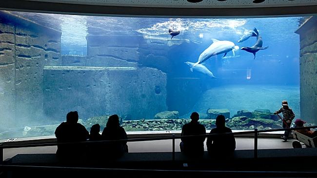 Das Nürnberger Delfinarium - gestern und heute