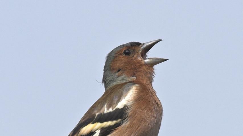 Auch der Buchfink ist in Europa weit verbreitet. Der farbenprächtige Vogel singt vor allem im Frühjahr besonders laut. Sein Kopf ist im Sommer eher bläulich und im Winter dann eher bräunlich-grau.