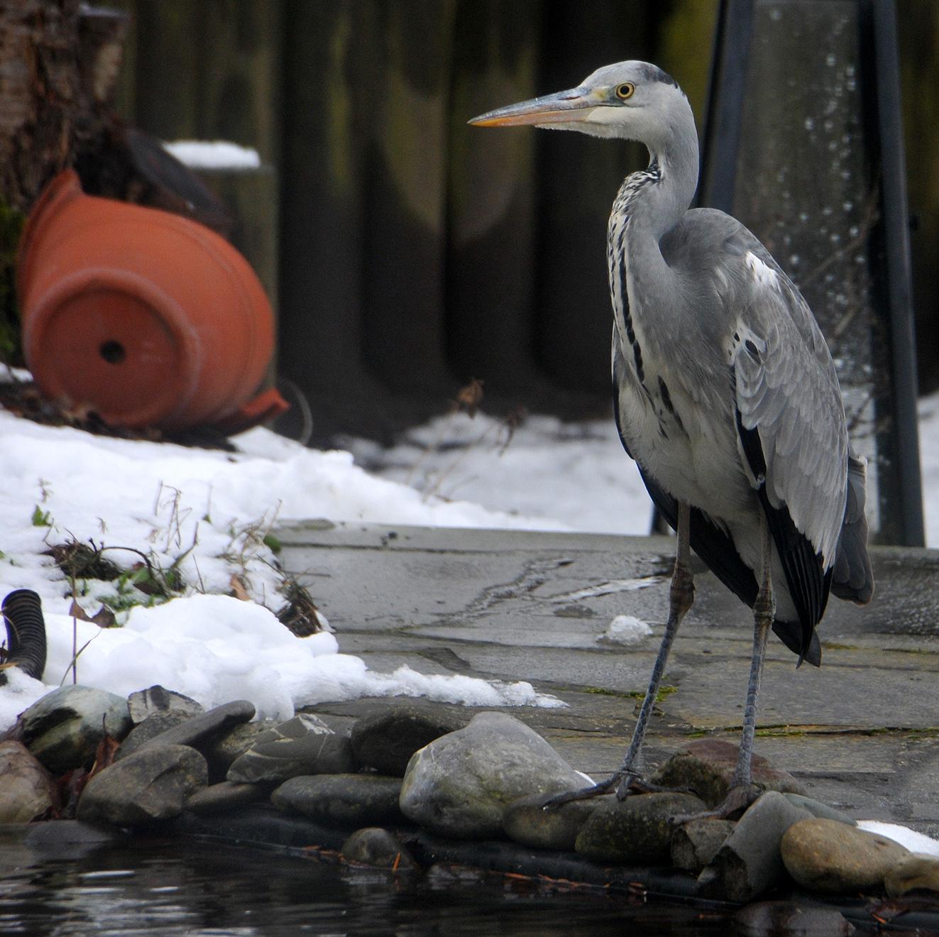 Fischreiher auf Nahrungssuche am Gartenteich Nordbayern