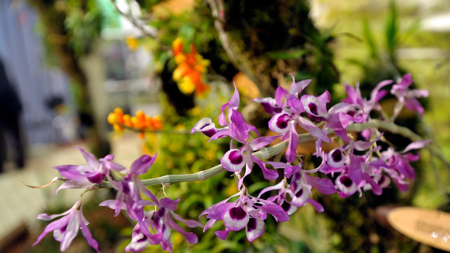 Bunt ging es nicht nur beim Fachingsumzug zu. Die 17. Nordbayerische Orchideen-Schau in Nürnberg zeigte eine große Vielfalt an Orchideen-Arten.