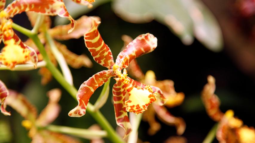 17. Nordbayerische Orchideenschau zeigt farbenprächtige Gewächse