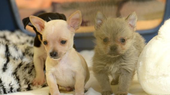 Kleine Hundewelpen befreit und ins Nürnberger Tierheim gebracht