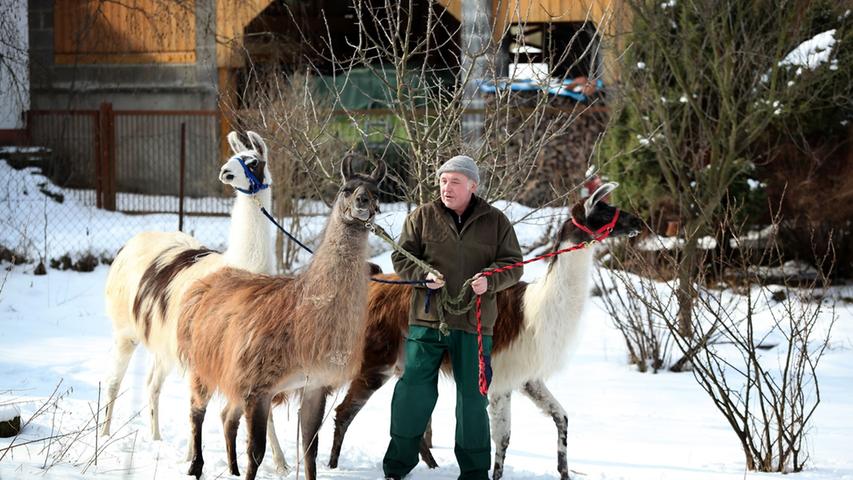 Drei Lamas in Thuisbrunn