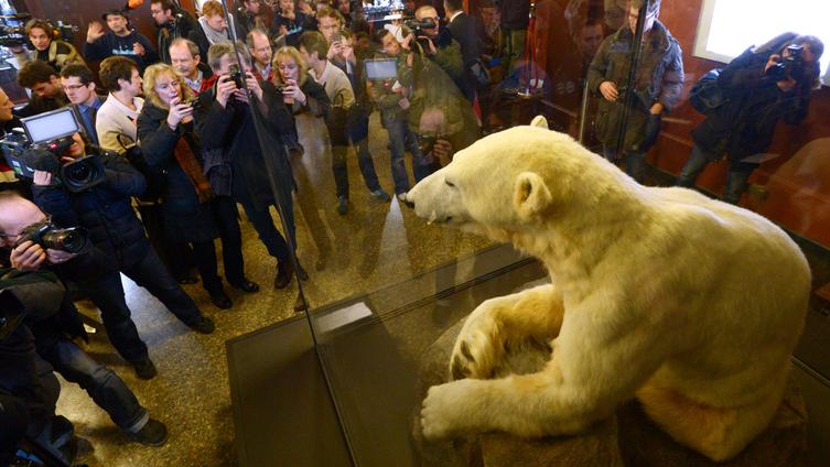 Der einstige Publikumsliebling Knut kann seit einiger Zeit präpariert in einem Berliner Museum betrachtet werden.