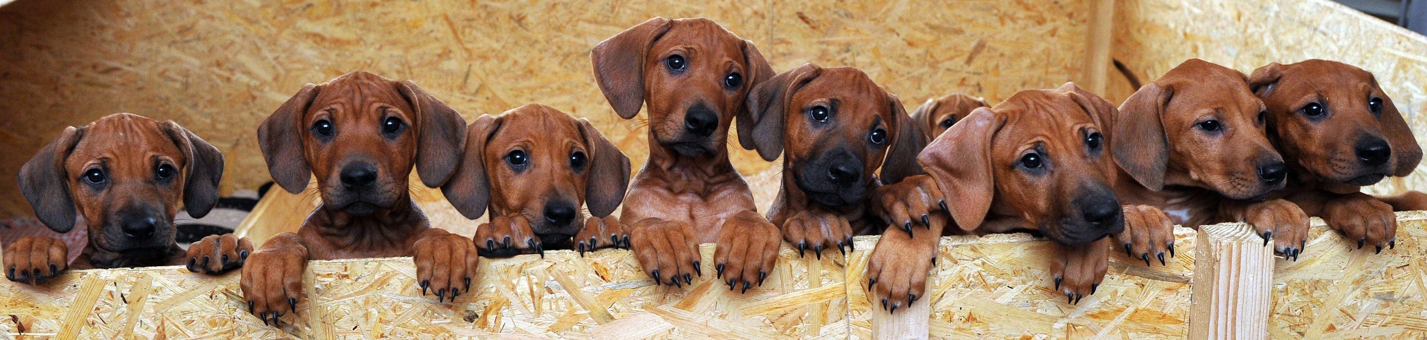 trockenfutter für allergie hunde Hypoallergenes Hundefutter für Allergiker Hunde main image 1