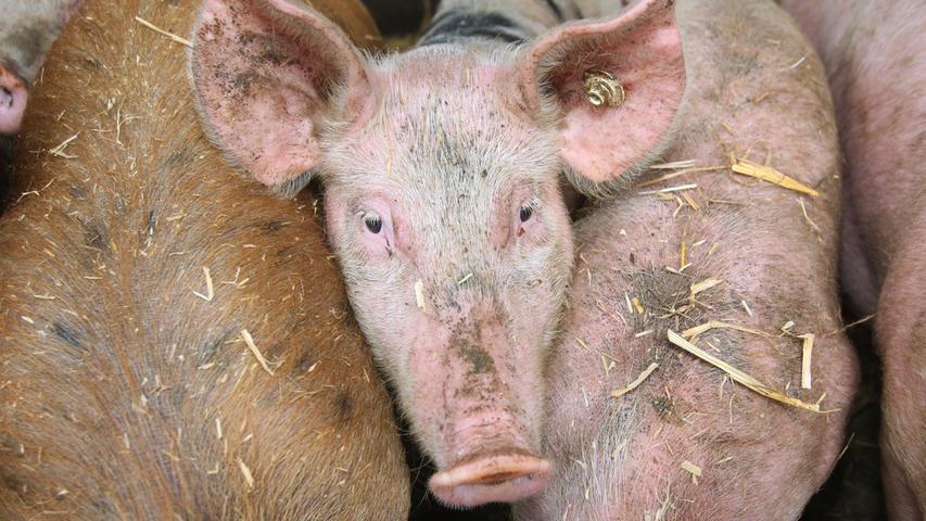 Zum ersten Mal verbreitete sich mit Dioxin versuchtes Trockenfutter. Mit dem Futter wurden Schweine gemästet. Daraufhin mussten Tausende Tiere getötet werden.