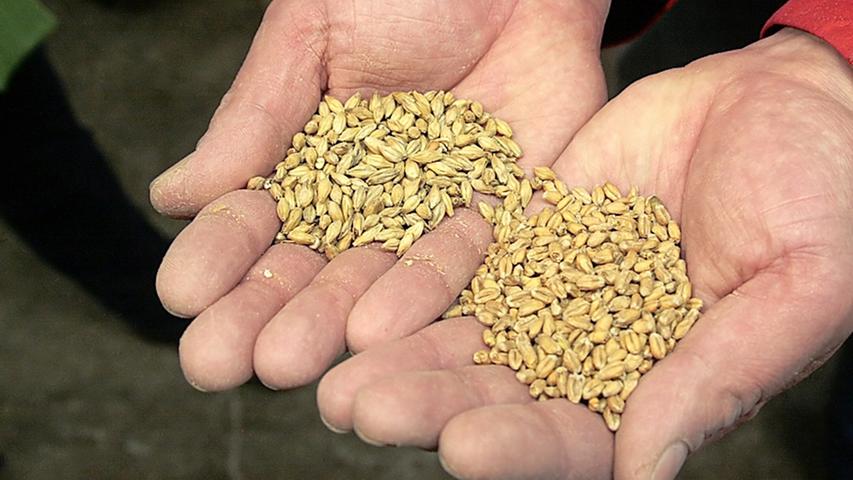 Darren ist die Bezeichnung für das Trocknen des Grünmalzes. Nach dem Weichen und Keimen werden die Getreidekörner auf der aus einem engmaschigen Drahtgeflecht oder einem Lochblech bestehenden Darre mittels heißer Luft getrocknet. Das Malz wird nicht nur lagerfähig, sondern erhält auch seinen Geschmack. Die Art des Darrens, die dadurch entstehenden Röstaromen und das Endprodukt – helles oder dunkles Malz – haben entscheidenden Einfluss auf Farbe und Geschmack des Bieres. Darren ist die Bezeichnung für das Trocknen des Grünmalzes. Nach dem Weichen und Keimen werden die Getreidekörner auf der aus einem engmaschigen Drahtgeflecht oder einem Lochblech bestehenden Darre mittels heißer Luft getrocknet. Das Malz wird nicht nur lagerfähig, sondern erhält auch seinen Geschmack. Die Art des Darrens, die dadurch entstehenden Röstaromen und das Endprodukt – helles oder dunkles Malz – haben entscheidenden Einfluss auf Farbe und Geschmack des Bieres.
