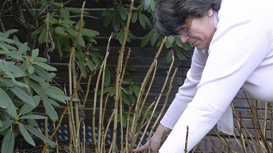 Blüten-Klau in Limbach: Hortensien als Drogen?
