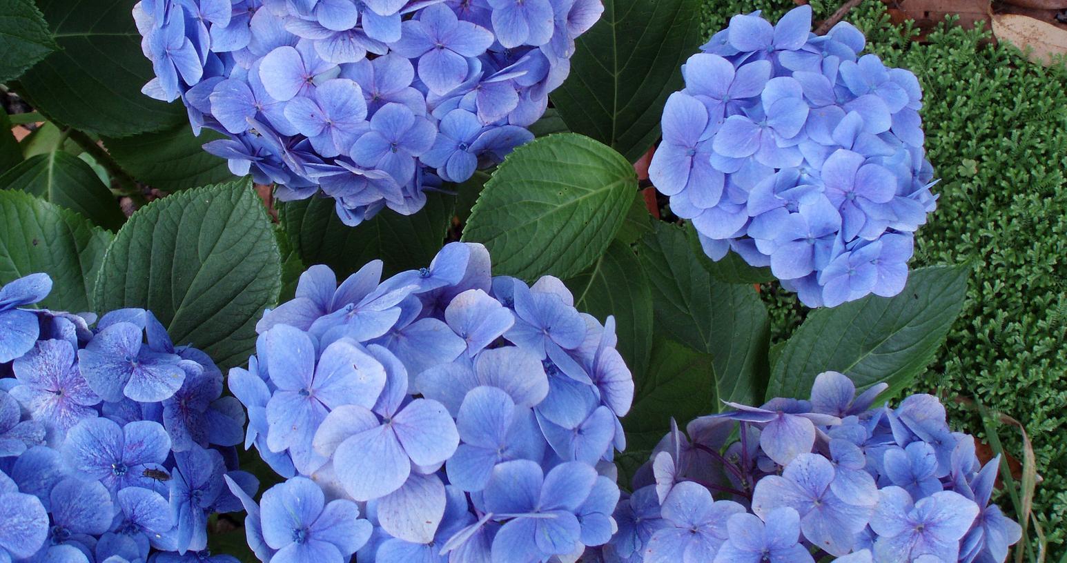 Schwabachs Gartenbesitzer kommen nicht zur Ruhe: Hortensien-Blüten sind eine beliebte Trophäe.