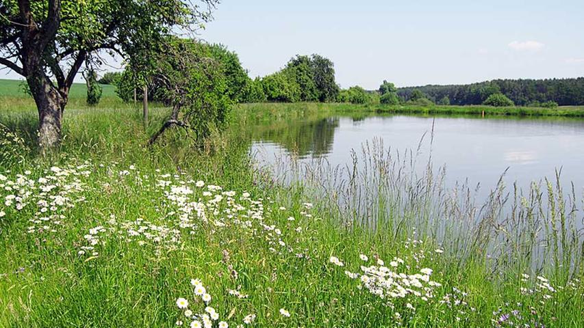 Geruhsam wandern lässt es sich entlang der zahlreichen Weiher, die die Landschaft rund um Oberreichenbach prägen. Seltene Wasservögel, farbenprächtige Amphibien und viele Blumen am Wegesrand erfreuen das Auge des Wanderers, der hier seine Kreise zieht.