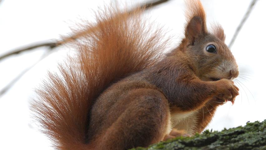 Das Eichhörnchen ist nicht nur im Tiergarten zu bestaunen, sondern auch im Wald oder in jedem Stadtpark - manchmal sogar am Vogelfutterhäuschen im eigenen Garten. Mit seinem buschigen Schwanz, dem rotbraunen bis schwarzen Fell und den Pinselohren, ist das Eichhörnchen ein echter Sympathieträger bei Groß und Klein.