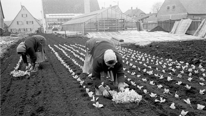 Die Frauen müssen sich oft bücken, ehe die Salatpflanzen in Reih und Glied auf dem Feld stehen. Hoffentlich war ihre Arbeit nicht vergebens, denn gestern abend fiel erneut unerwartet Schnee. (Zum Artikel: "Erste Frühlingsboten")