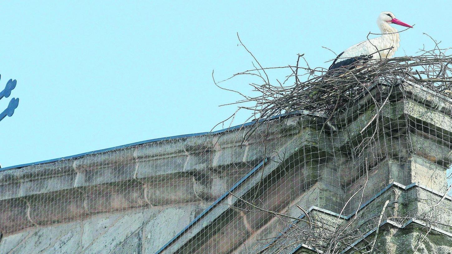 Sieht schon bequem aus: Dieser Storch hat es sich auf dem Dach der Höchstadter Stadtpfarrkirche gemütlich gemacht und hofft auf Asyl.
