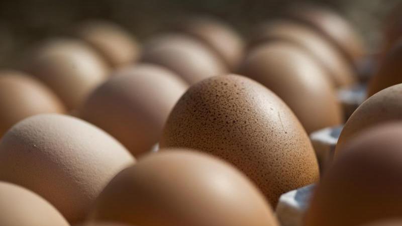 Wegen möglicher Salmonellen mussten jetzt sechs Discounter - unter anderem Aldi-Süd und Lidl - Bio-Eier der Firma Eifrisch Vermarktung GmbH & Co zurückrufen.