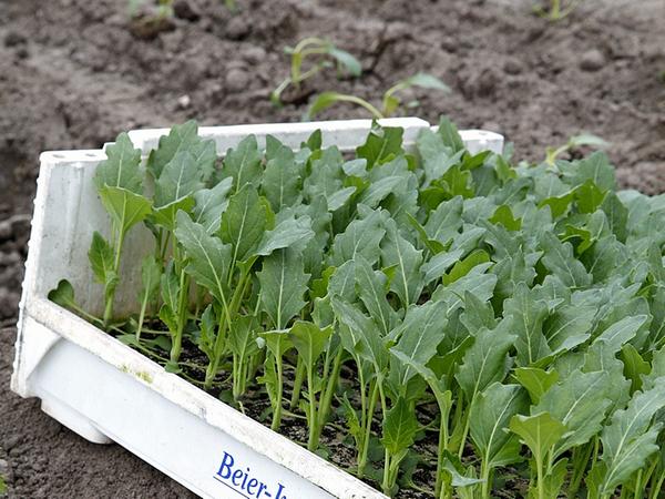Im Knoblauchsland verkümmert das Gemüse