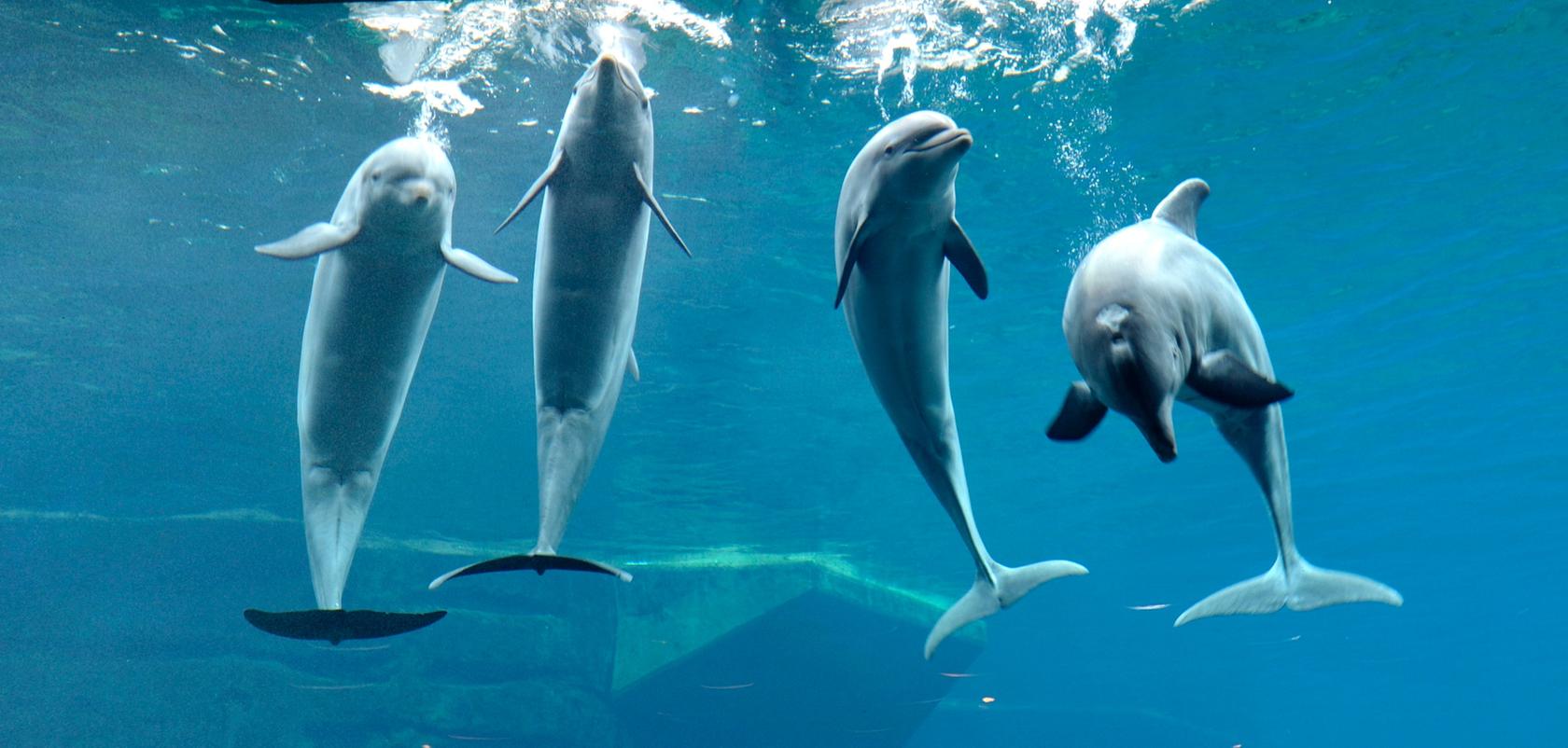 Die Grünen wollen einen Antrag in den Bundestag einbringen, der die Delfinhaltung in Deutschland verbieten soll.