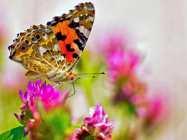 Insekten sind ebenfalls eine der großen Verlierer des Hochwassers - ausgenommen die Mücken.