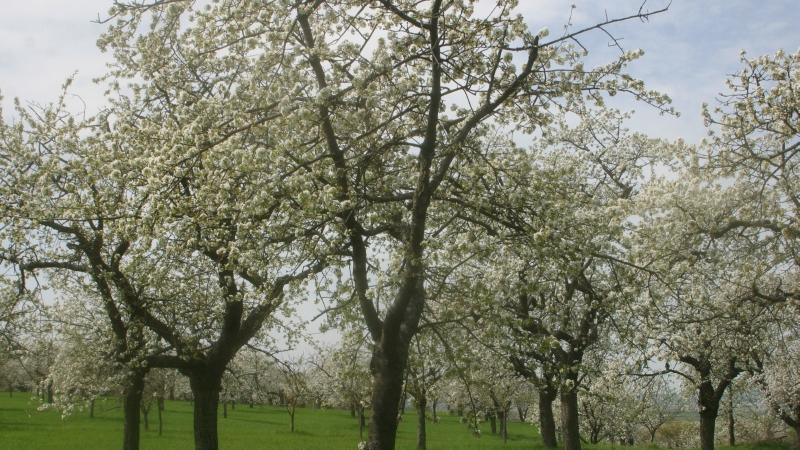 Als Folge der verheerenden Frostnacht vom 19. April tragen viele Kirschbäume kaum Früchte.