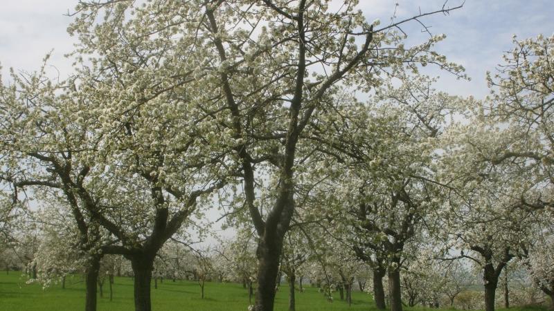Als Folge der verheerenden Frostnacht vom 19. April tragen viele Kirschbäume kaum Früchte. Als Folge der verheerenden Frostnacht vom 19. April tragen viele Kirschbäume kaum Früchte.