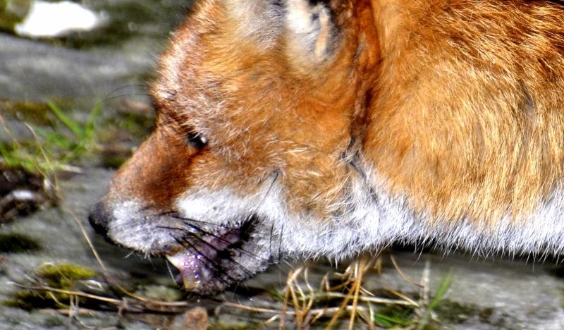 Dieser vermutlich an Tollwut erkrankte Fuchs wurde in Alfalter gesichtet.