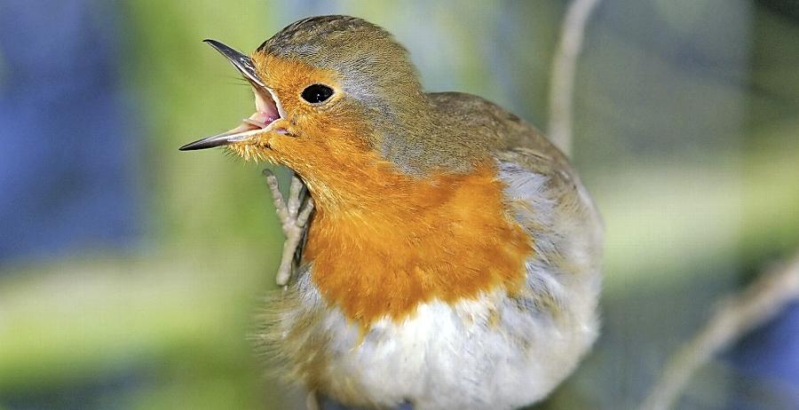 Von Rotkehlchen bis Wanderfalke: Diese Vögel tummeln sich in Frankens Gärten