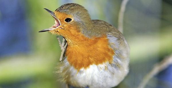 Von Rotkehlchen bis Wanderfalke: Diese Vögel tummeln sich in Frankens Gärten