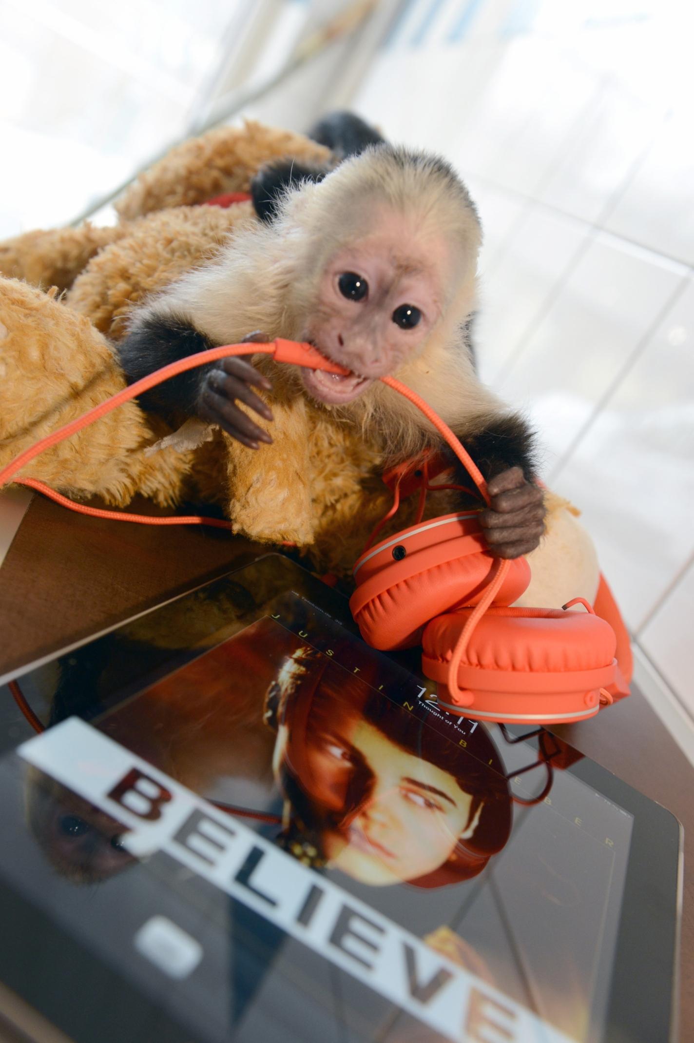 Justin Bieber machte in der Zwischenzeit wegen tierischer Tatsachen von sich Reden: <a href="http://www.nordbayern.de/ressorts/schlagzeilen/justin-biebers-ex-hamster-ist-tot-1.2754277?searched=true"><b>Erst gingen "Hamster-Schützer" wegen des Todes seines Nager-Maskottchen "Pac" auf die Barrikaden,</b></a> dann <a href="http://www.nordbayern.de/ressorts/schlagzeilen/justin-biebers-affe-wird-deutscher-1.2901632?searched=true"><b>sorgte er mit Affe Mally für Wirbel.</b></a> Der Zoll in München hatte das kleine Kapuzineräffchen bei Biebers Einreise beschlagnahmt. Es fehlten wichtige Papiere. Affendame Mally lebt seither in einem niedersächsischen Wildpark, <a href="http://www.nordbayern.de/ressorts/schlagzeilen/diesmal-eine-bulldogge-justin-bieber-hat-ein-neues-haustier-1.3366650?searched=true"><b>Justin Bieber legte sich stattdessen eine Bulldogge zu.</b></a>
