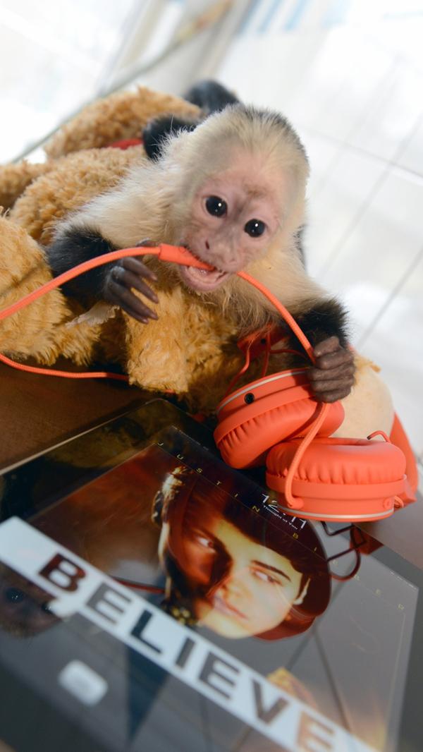 Justin Bieber machte in der Zwischenzeit wegen tierischer Tatsachen von sich Reden: <a href="http://www.nordbayern.de/ressorts/schlagzeilen/justin-biebers-ex-hamster-ist-tot-1.2754277?searched=true"><b>Erst gingen "Hamster-Schützer" wegen des Todes seines Nager-Maskottchen "Pac" auf die Barrikaden,</b></a> dann <a href="http://www.nordbayern.de/ressorts/schlagzeilen/justin-biebers-affe-wird-deutscher-1.2901632?searched=true"><b>sorgte er mit Affe Mally für Wirbel.</b></a> Der Zoll in München hatte das kleine Kapuzineräffchen bei Biebers Einreise beschlagnahmt. Es fehlten wichtige Papiere. Affendame Mally lebt seither in einem niedersächsischen Wildpark, <a href="http://www.nordbayern.de/ressorts/schlagzeilen/diesmal-eine-bulldogge-justin-bieber-hat-ein-neues-haustier-1.3366650?searched=true"><b>Justin Bieber legte sich stattdessen eine Bulldogge zu.</b></a>