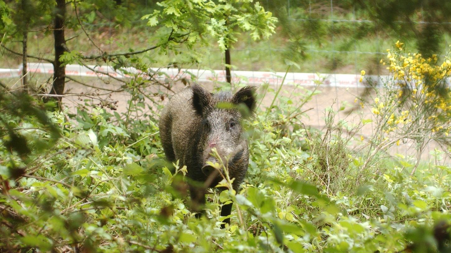 Ein Wildschwein stellte sich einem Auto in den Weg.