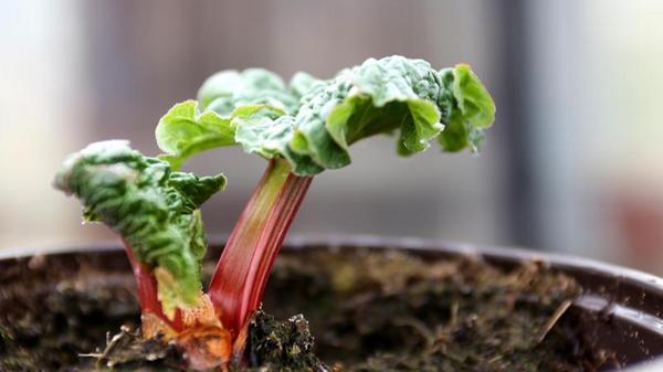 Wer das Wachstum seines Rhabarbers im Frühling beschleunigen möchte, kann einen einfachen Trick anwenden: Sobald die ersten Triebe zu sehen sind, stülpt man Töpfe aus Ton samt Deckel über die Knospen. Tagsüber wird der Deckel abgenommen, um Luft an die Pflanze zu lassen. Auch ein umgedrehter Eimer oder eine große Holzkiste erfüllen ihren Zweck, jedoch wärmen diese nicht sonderlich gut. Tontöpfe hingegen sorgen für ausreichend Wärme, darunter wachsen dann in der Dunkelheit bleiche, mild schmeckende Blattstiele. Sobald diese oben anstoßen, wird der Deckel entfernt. Das zeitige Frühjahr gilt auch als gute Pflanzzeit für Rhabarber. Bei der Standortwahl ist zu bedenken, dass die Staude relativ viel Platz benötigt, mindestens ein Quadratmeter Fläche. Das Gemüse benötigt außerdem einen halbsonnigen bis sonnigen Standort und tiefgründigen Gartenboden.