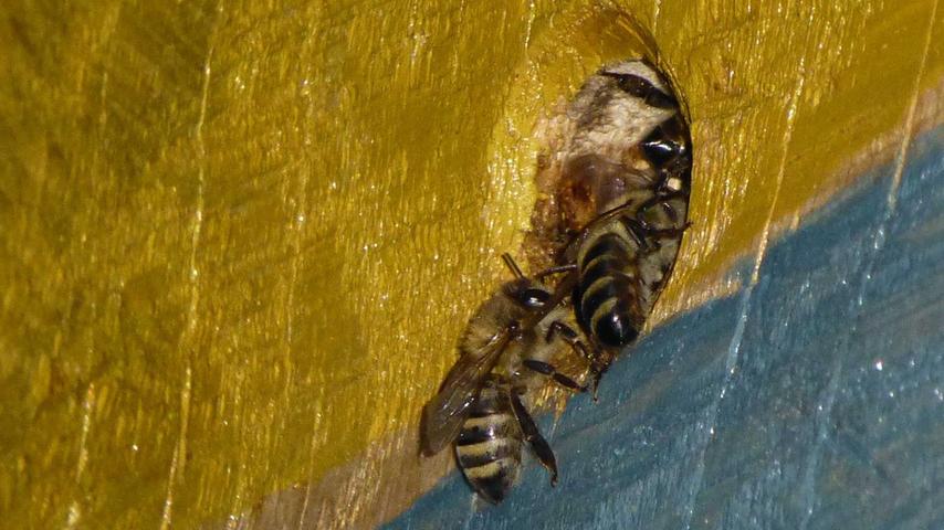 Emsige Bienen bewohnen ein Kunstwerk