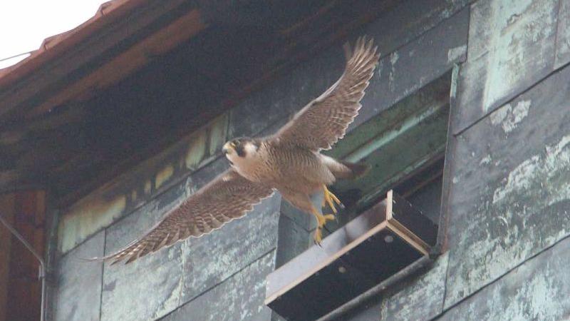 Ein Wanderfalke fliegt los: An der Nürnberger Burg kann man per Webcam verfolgen, wie der Wanderfalken-Nachwuchs groß gezogen wird.