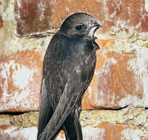 Alle heimischen Vogelarten, wie dieser Mauersegler, haben große Brutverluste zu verkraften.